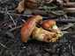 Sárga gyűrűstinóru (Suillus grevillei), Pilis